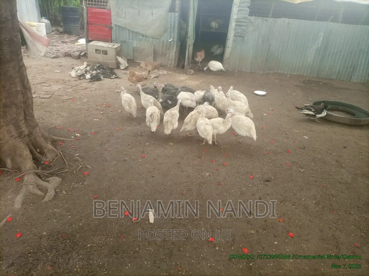 Healthy Mature Pure White(PAIR)Kanga.Whitechested Available.