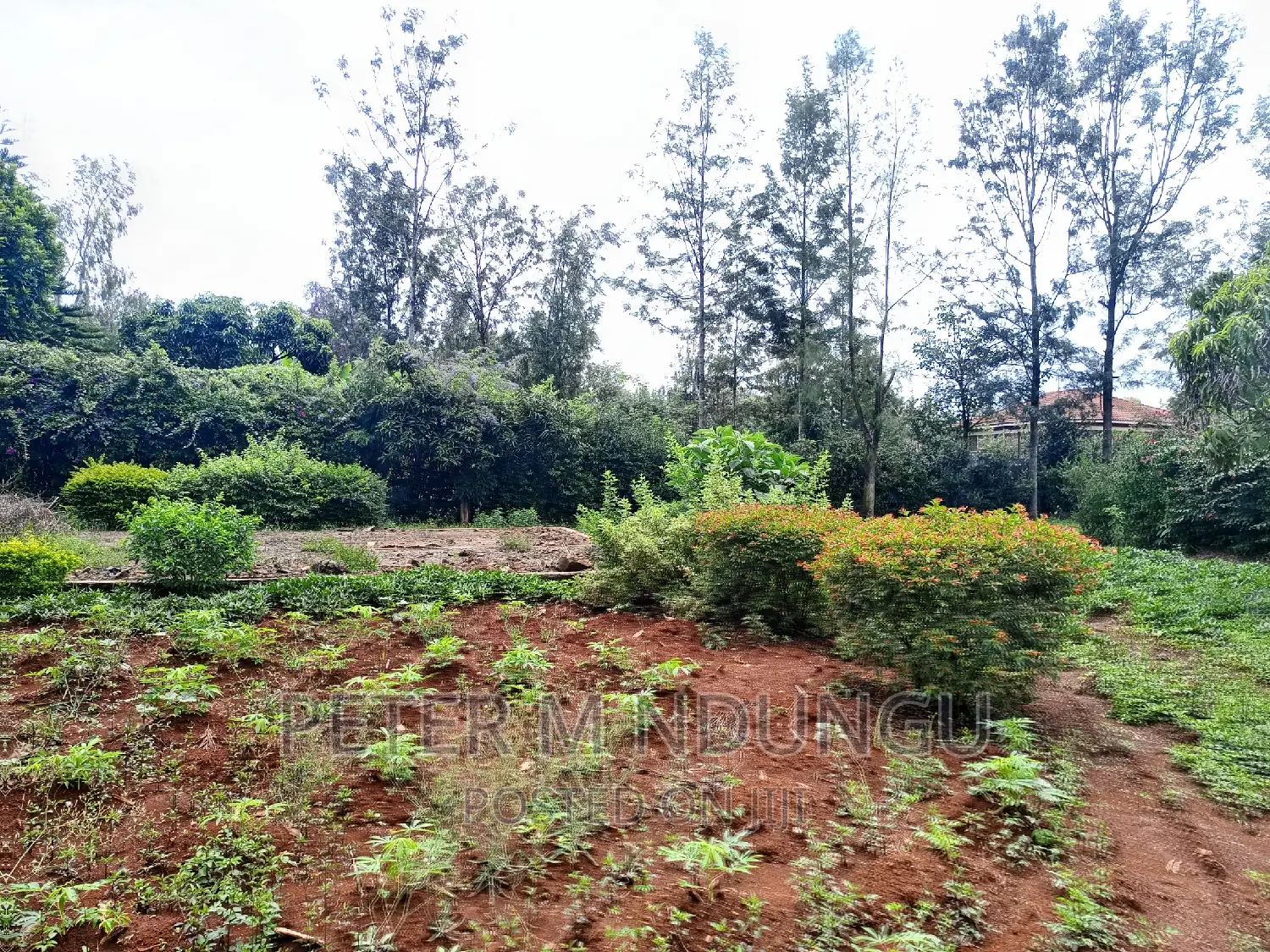 Thome One, Prime 1/2 Acre Plot