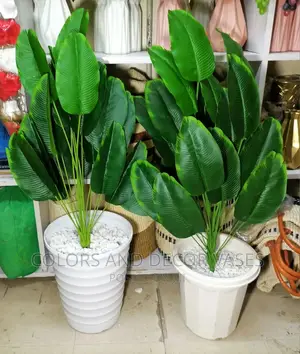 Banana Plant With Vase