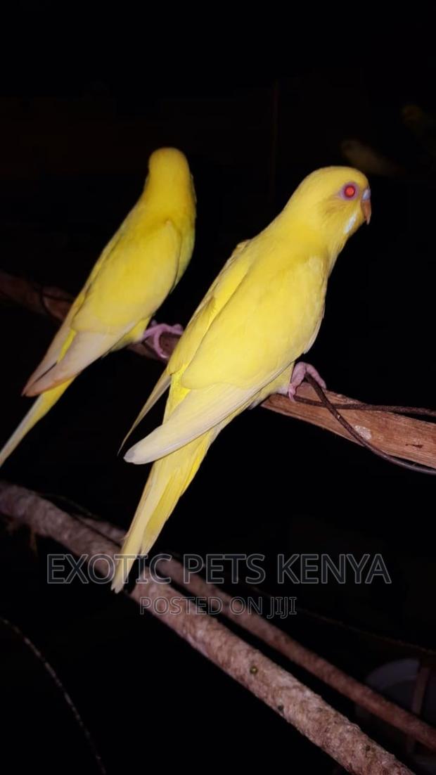 Lutino Budgies - main view