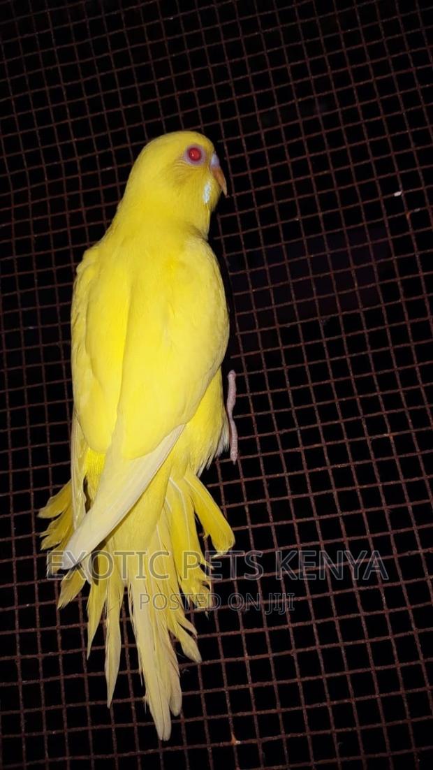 Lutino Budgies - thumbnail 3