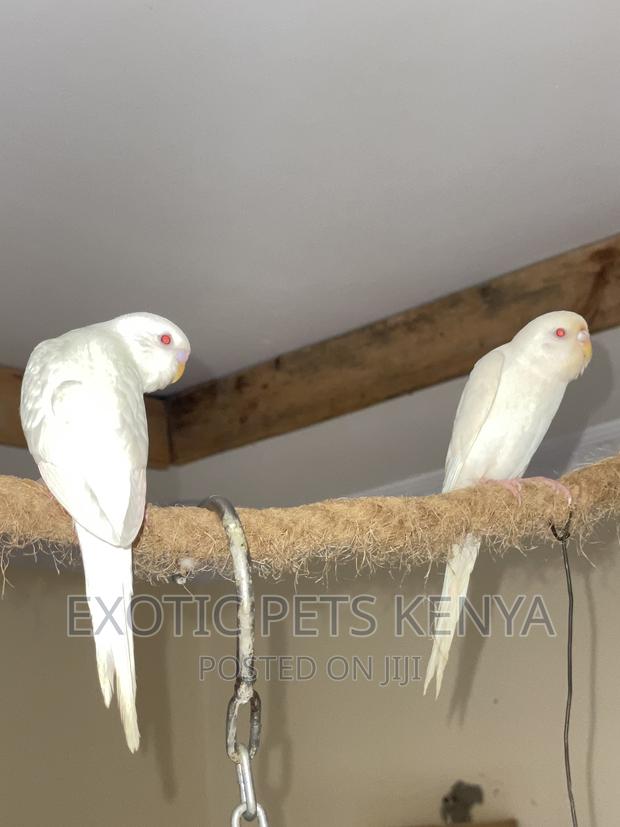 Albino Budgies - main view