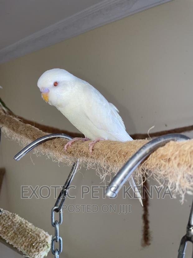 Albino Budgies - thumbnail 3