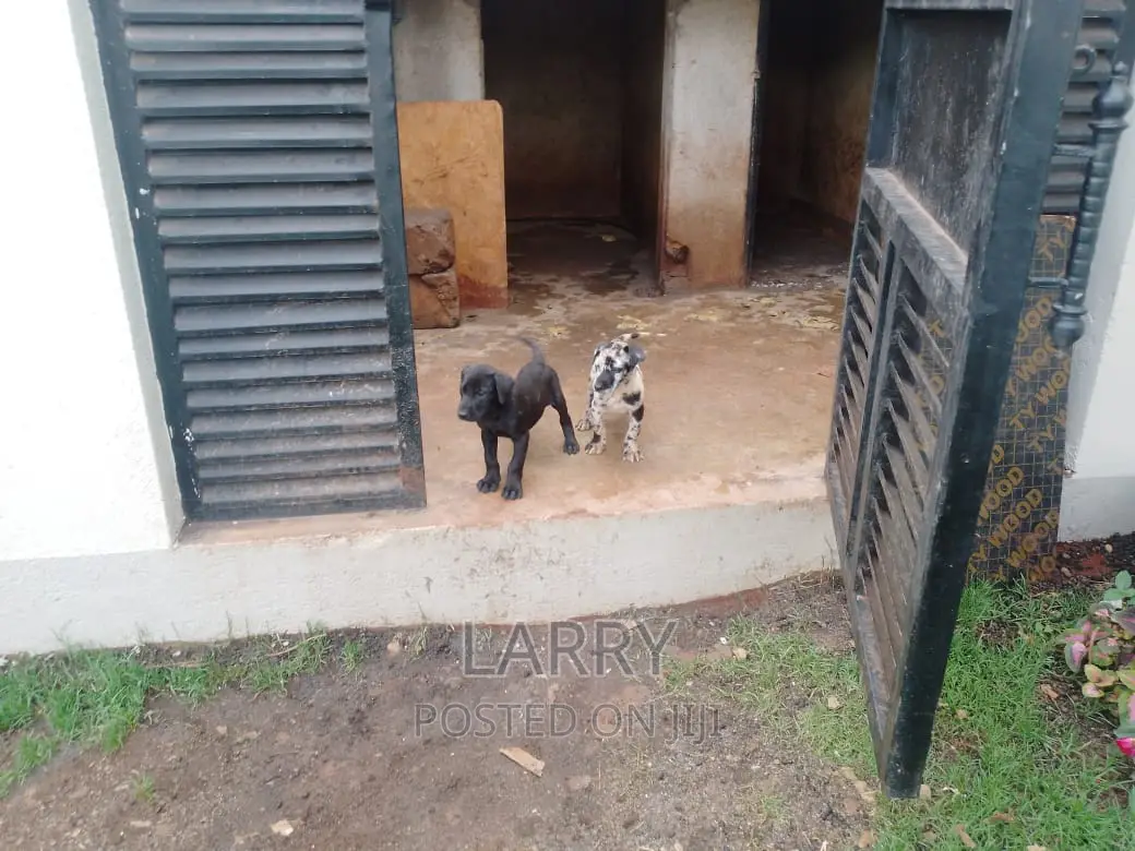 1-3 months Female Purebred Great Dane