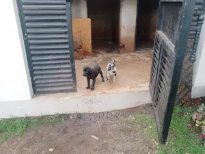 1-3 months Female Purebred Great Dane