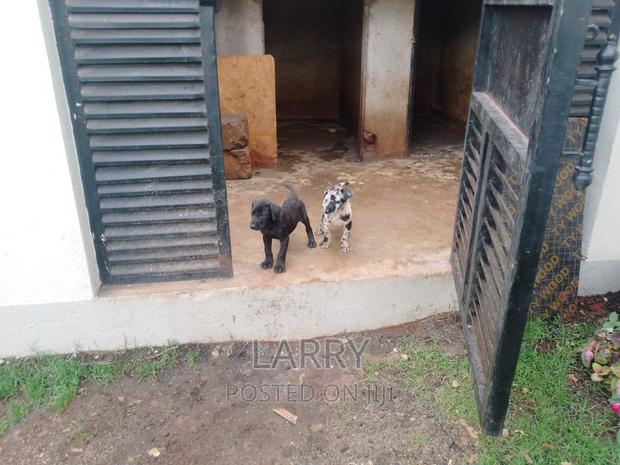 1-3 months Female Purebred Great Dane - main view