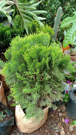 Northern White-Cedar, Eastern White-Cedar, or Arborvitae. - thumbnail 2