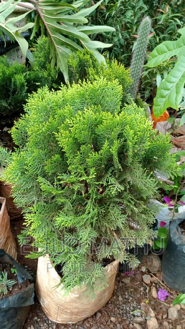 Northern White-Cedar, Eastern White-Cedar, or Arborvitae. - main view
