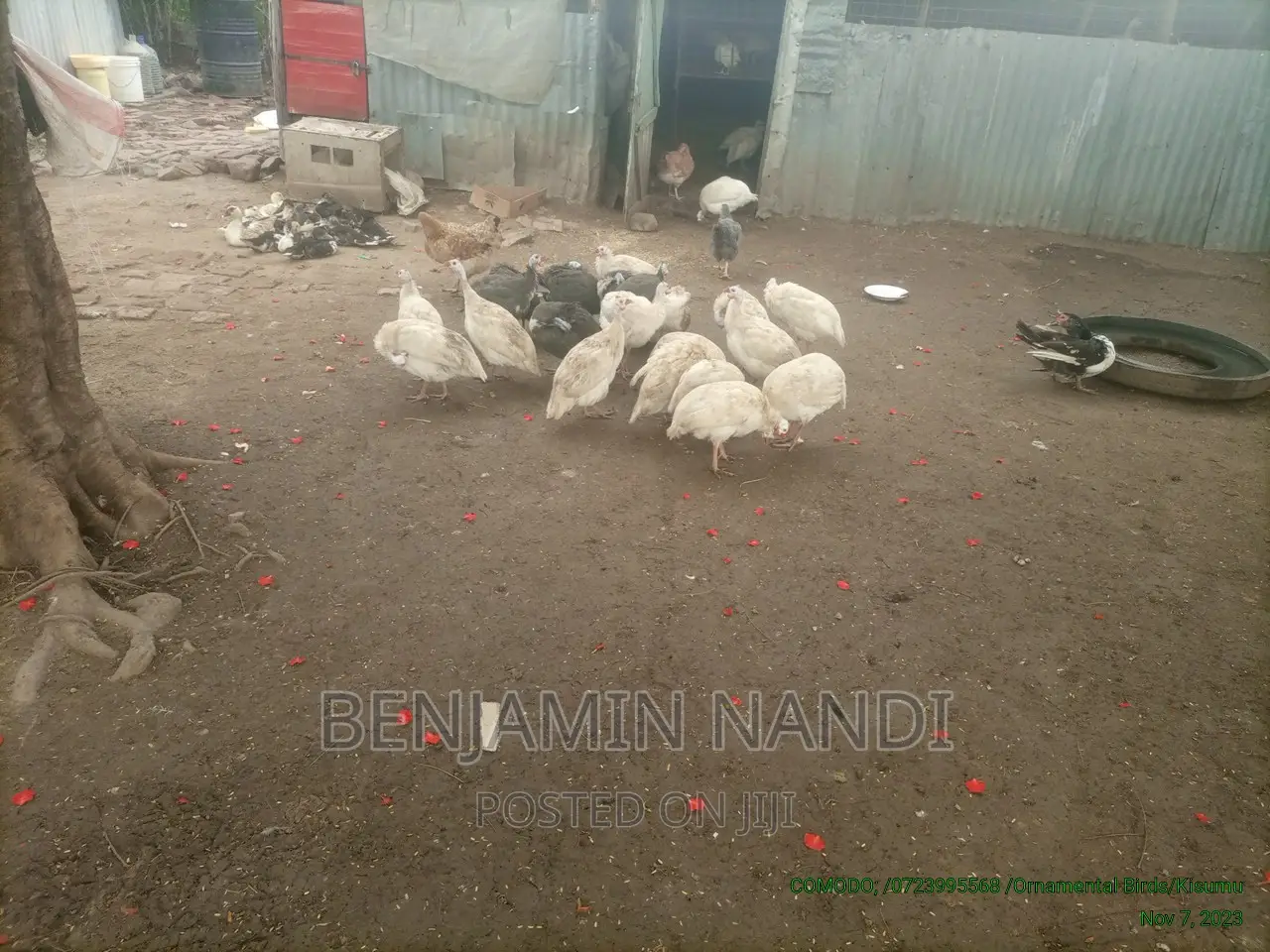 Healthy Mature Pure White(PAIR)Kanga.Whitechested Available.