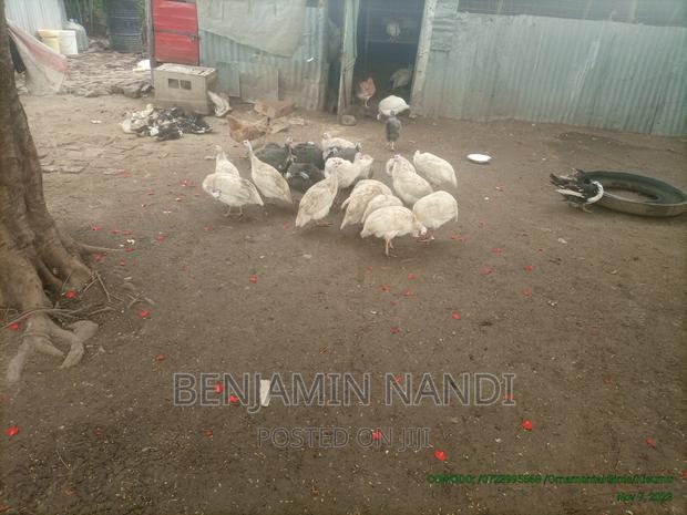 Healthy Mature Pure White(PAIR)Kanga.Whitechested Available. - thumbnail 19