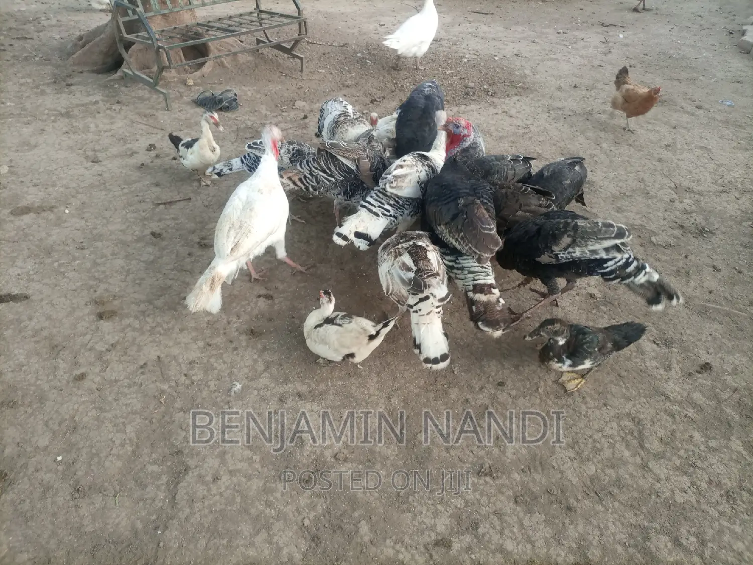 Healthy Mature Pure White(PAIR)Kanga.Whitechested Available.