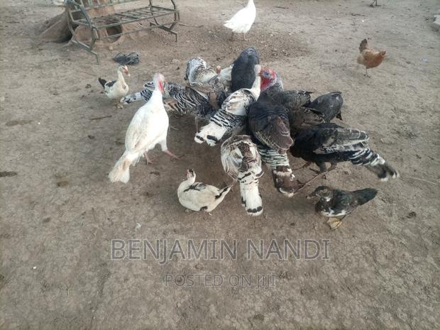 Healthy Mature Pure White(PAIR)Kanga.Whitechested Available. - thumbnail 20