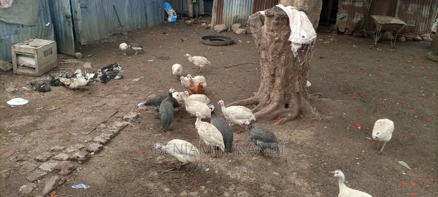 Healthy Mature Pure White(PAIR)Kanga.Whitechested Available.