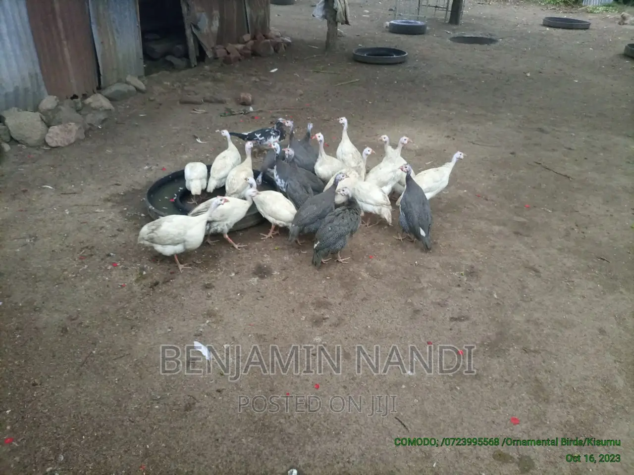 Healthy Mature Pure White(PAIR)Kanga.Whitechested Available.