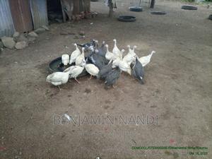 Healthy Mature Pure White(PAIR)Kanga.Whitechested Available. - thumbnail 2