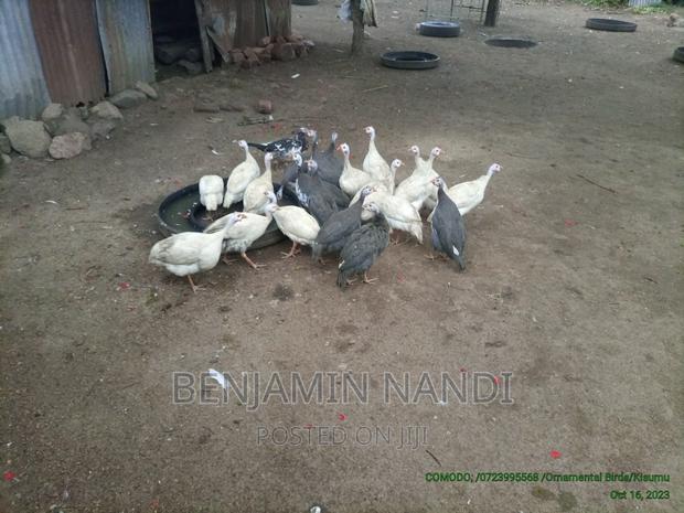 Healthy Mature Pure White(PAIR)Kanga.Whitechested Available. - main view