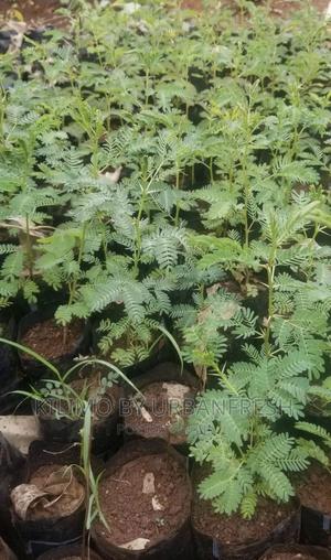 Acacia Tree Seedlings MOQ 50 - thumbnail 2