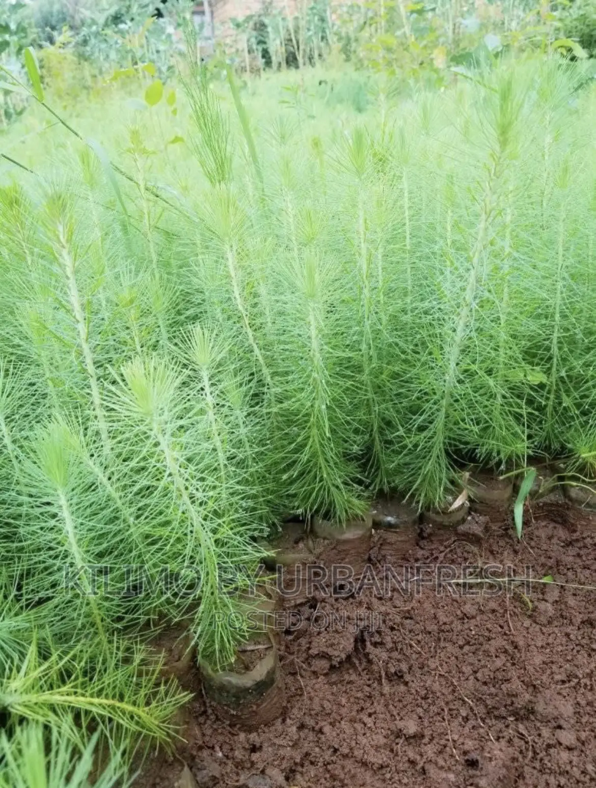 Mexican Weeping Pine Tree Seedlings. Moq