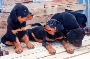1-3 months Female Purebred Rottweiler