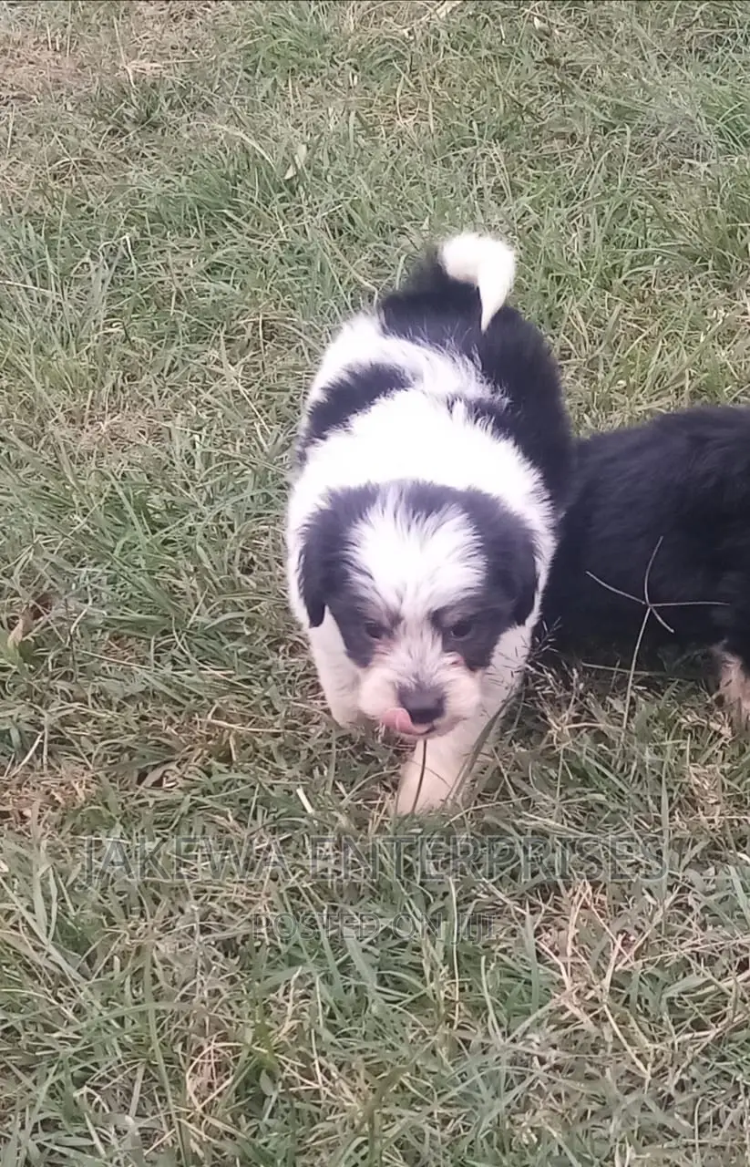 1-3 months Male Purebred Havanese
