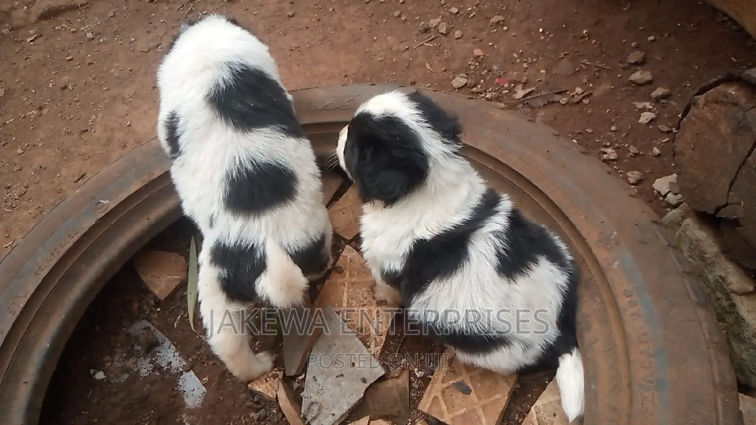 1-3 months Male Purebred Havanese
