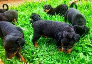 1-3 months Male Purebred Rottweiler