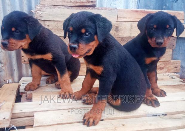 1-3 months Female Purebred Rottweiler