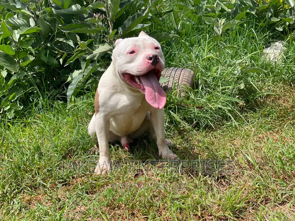 1+ year Male Purebred American Bully