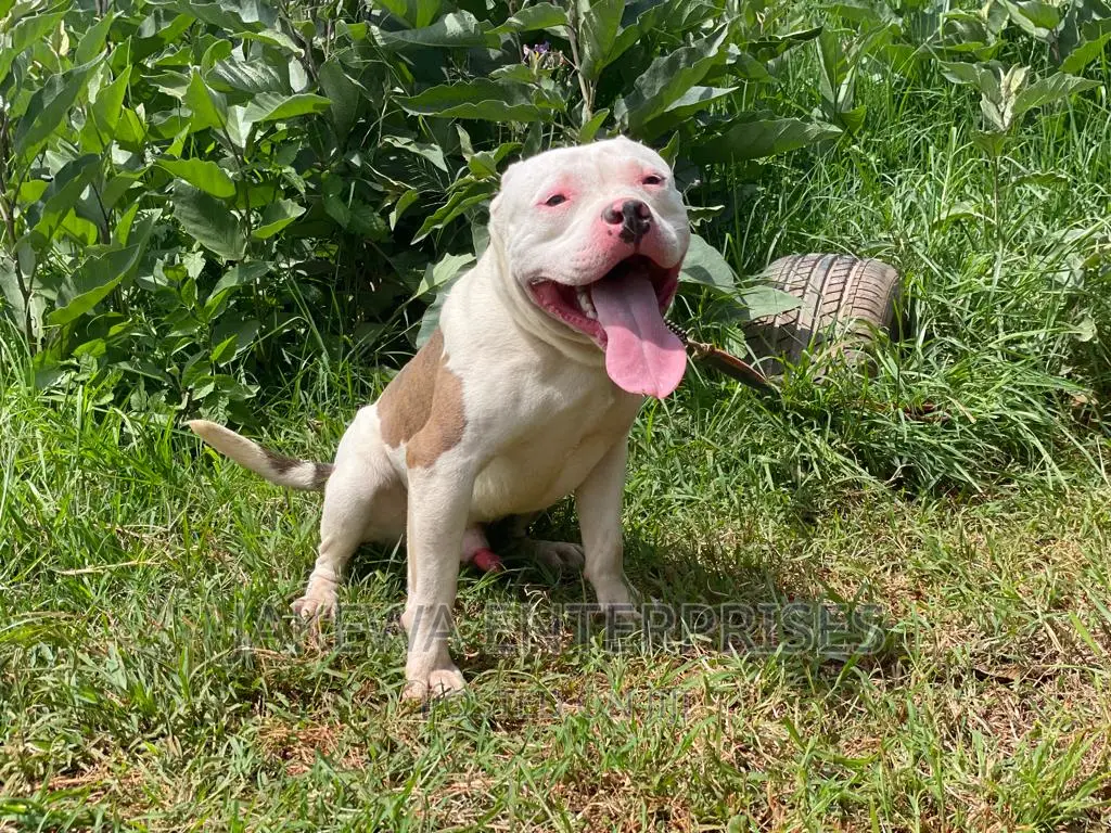 1+ year Male Purebred American Bully