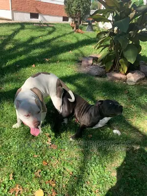 1-3 months Male Purebred American Bully