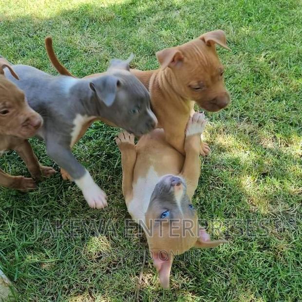 1-3 months Female Purebred American Pit Bull Terrier