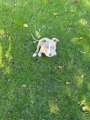 1-3 months Male Purebred American Bully