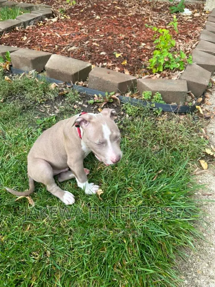 1-3 months Male Purebred American Bully