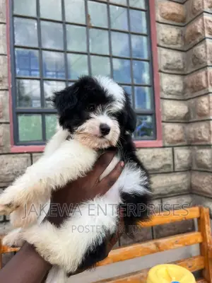 1-3 months Male Purebred Havanese