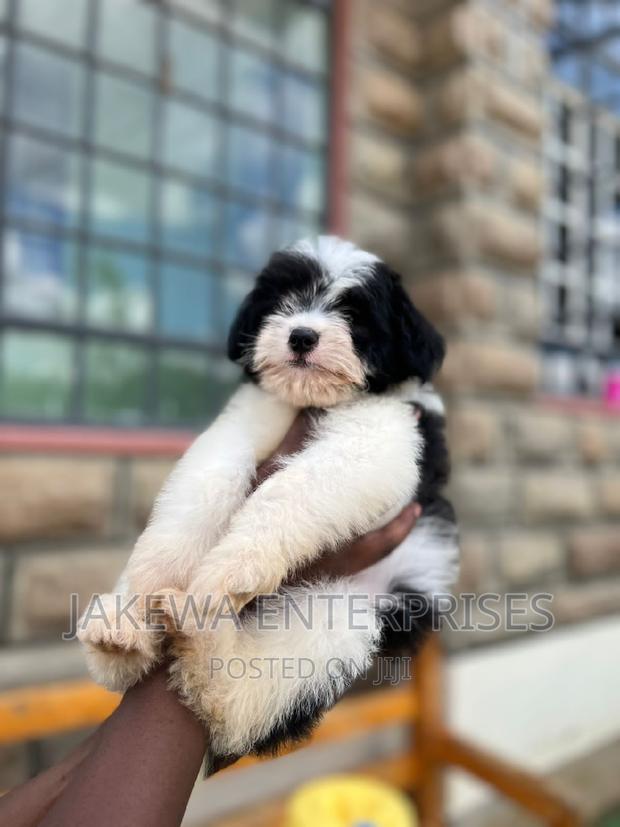 1-3 months Male Purebred Havanese - thumbnail 5