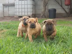 1-3 months Female Purebred Boerboel