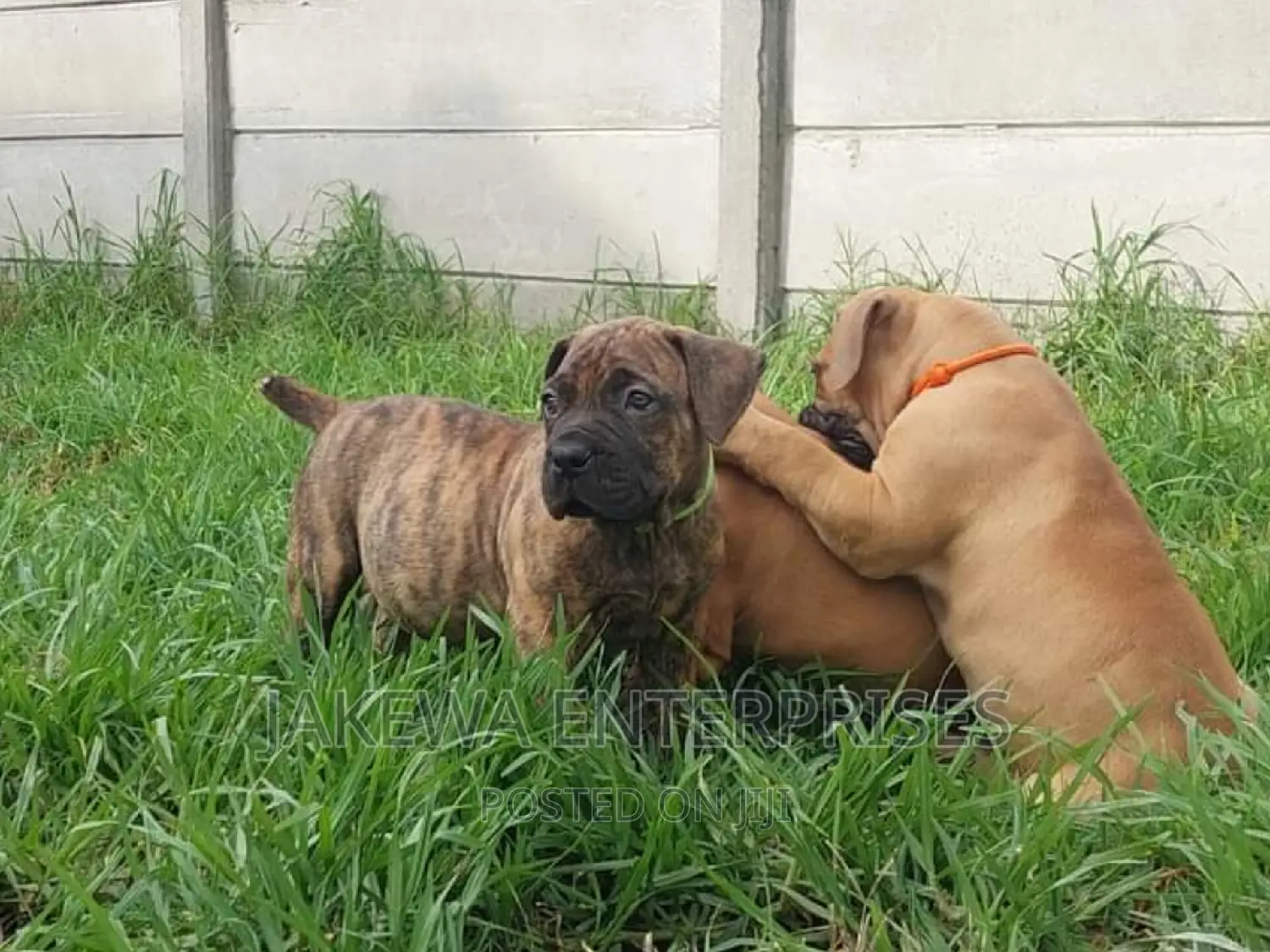 1-3 months Male Purebred Boerboel