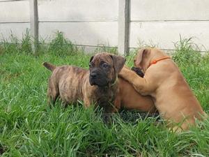 1-3 months Male Purebred Boerboel - thumbnail 2