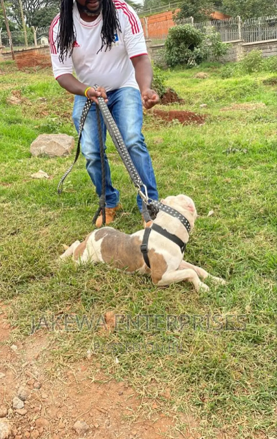 American Bully STUD Service / American Pitbull Pure Breeds