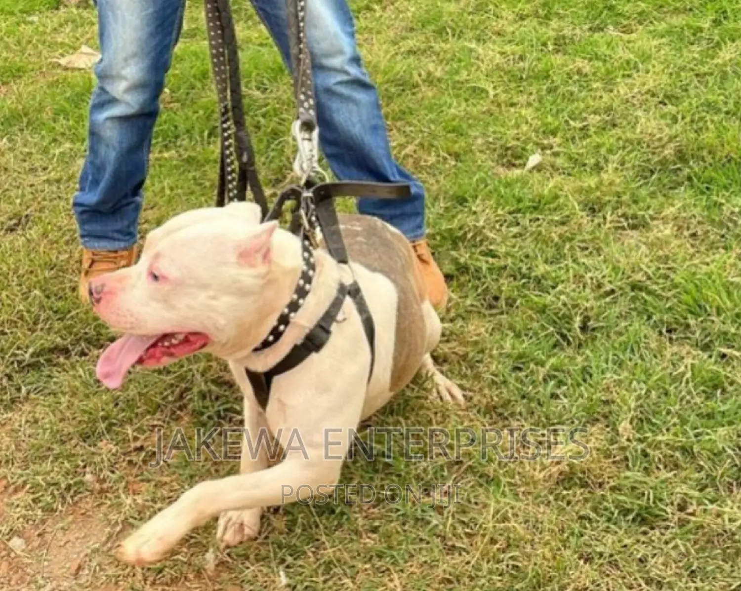 American Bully STUD Service / American Pitbull Pure Breeds