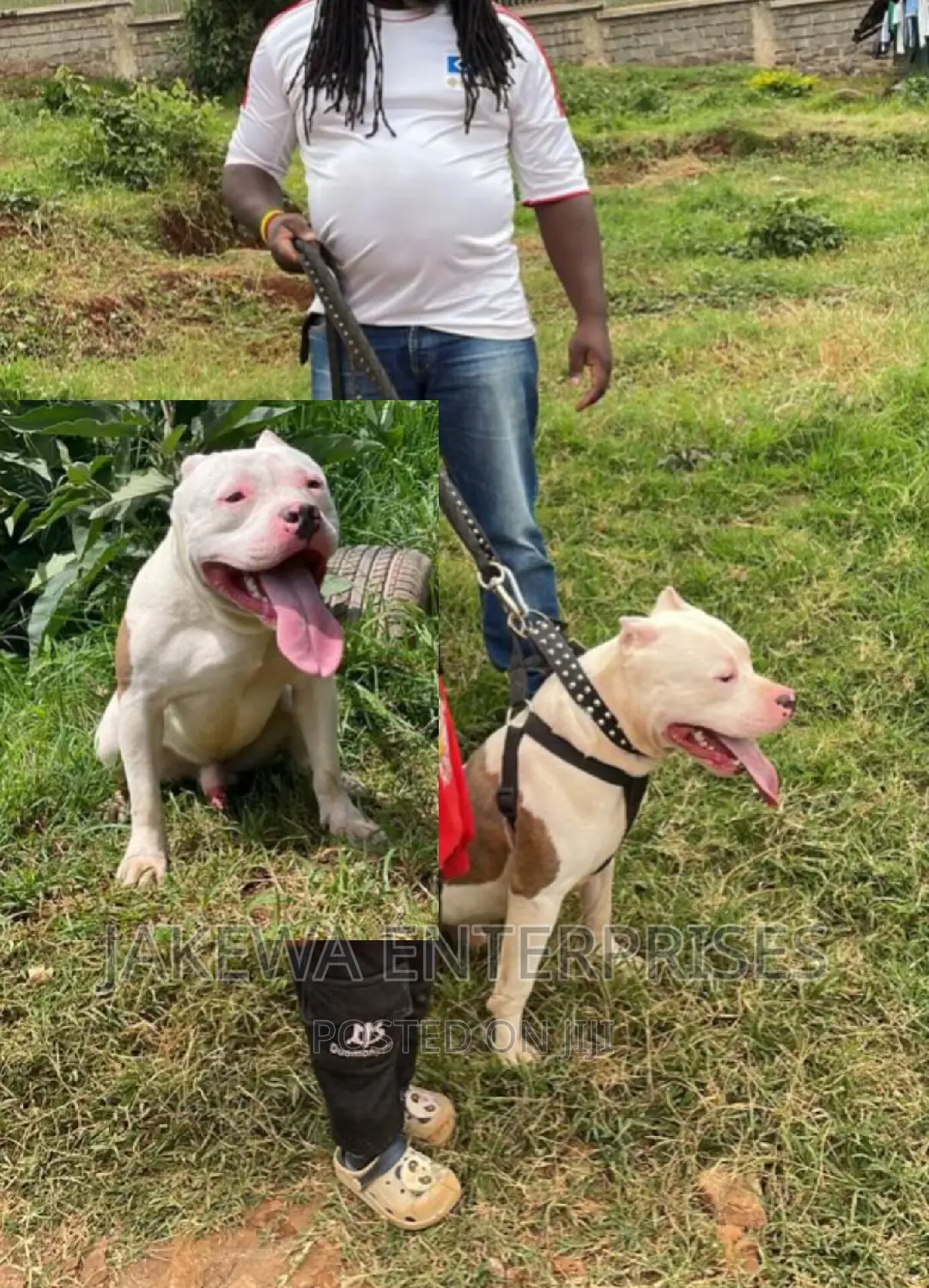 American Bully STUD Service / American Pitbull Pure Breeds