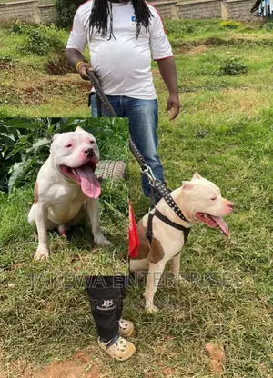 American Bully STUD Service / American Pitbull Pure Breeds