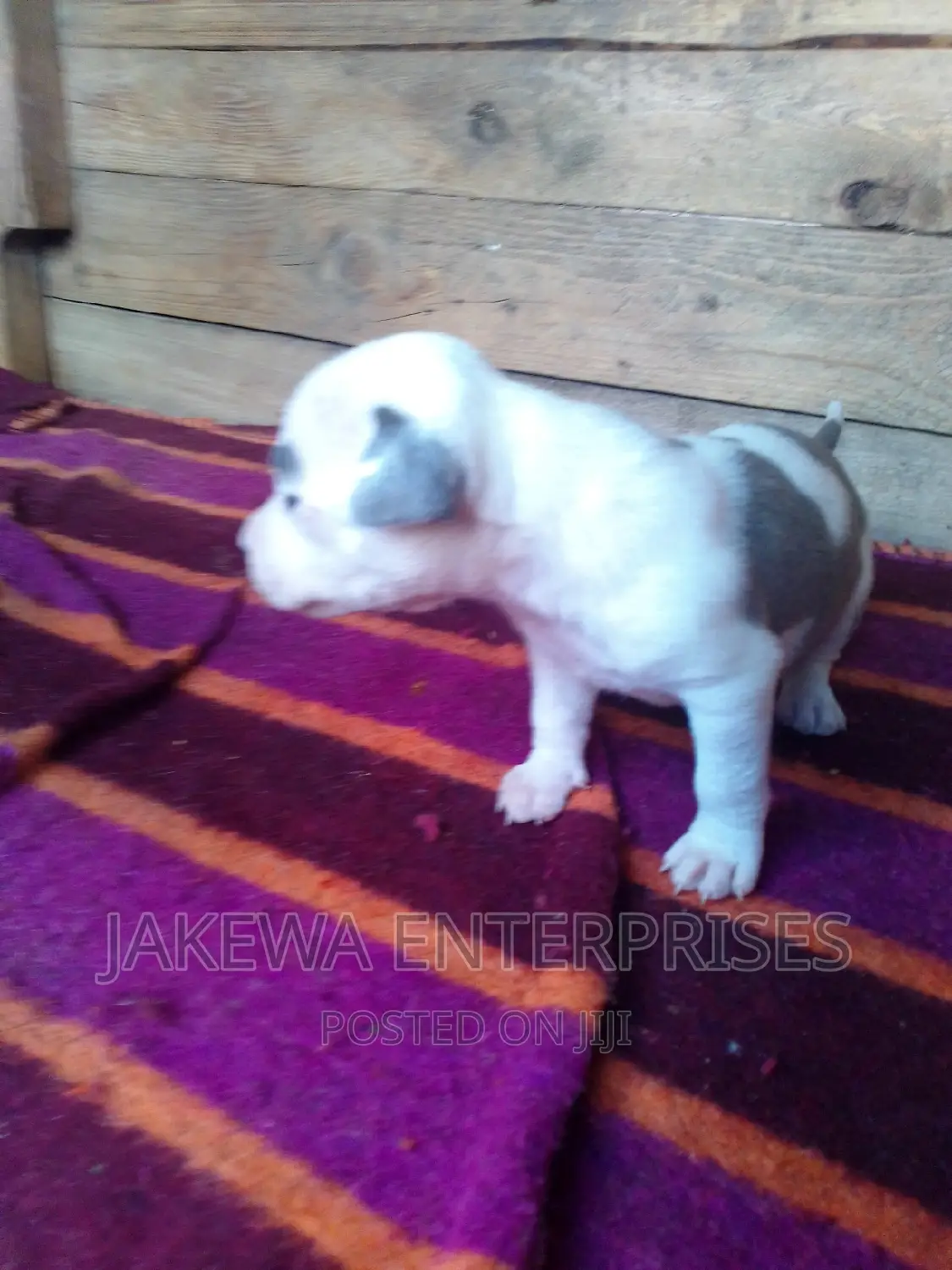 0-1 month Female Purebred American Bully