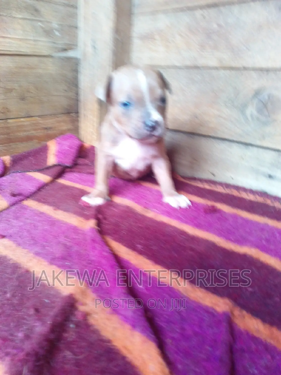 0-1 month Female Purebred American Bully