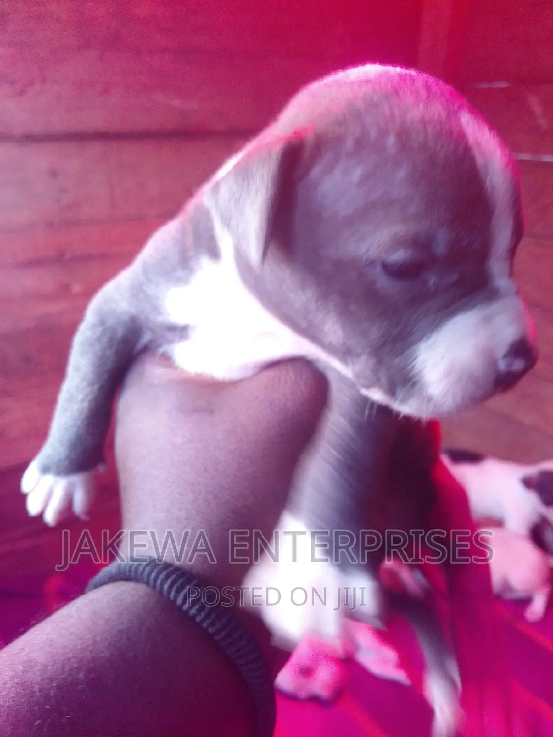 0-1 month Female Purebred American Bully