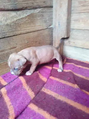 0-1 month Female Purebred American Bully