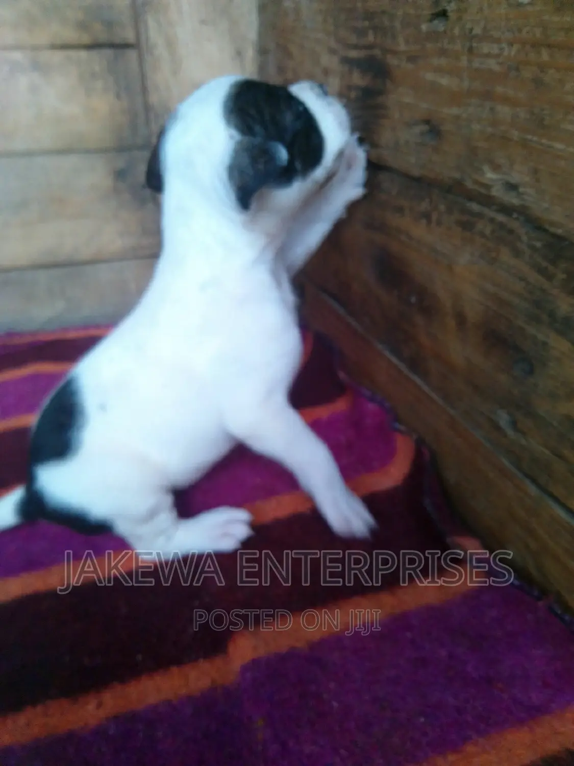 0-1 month Female Purebred American Bully