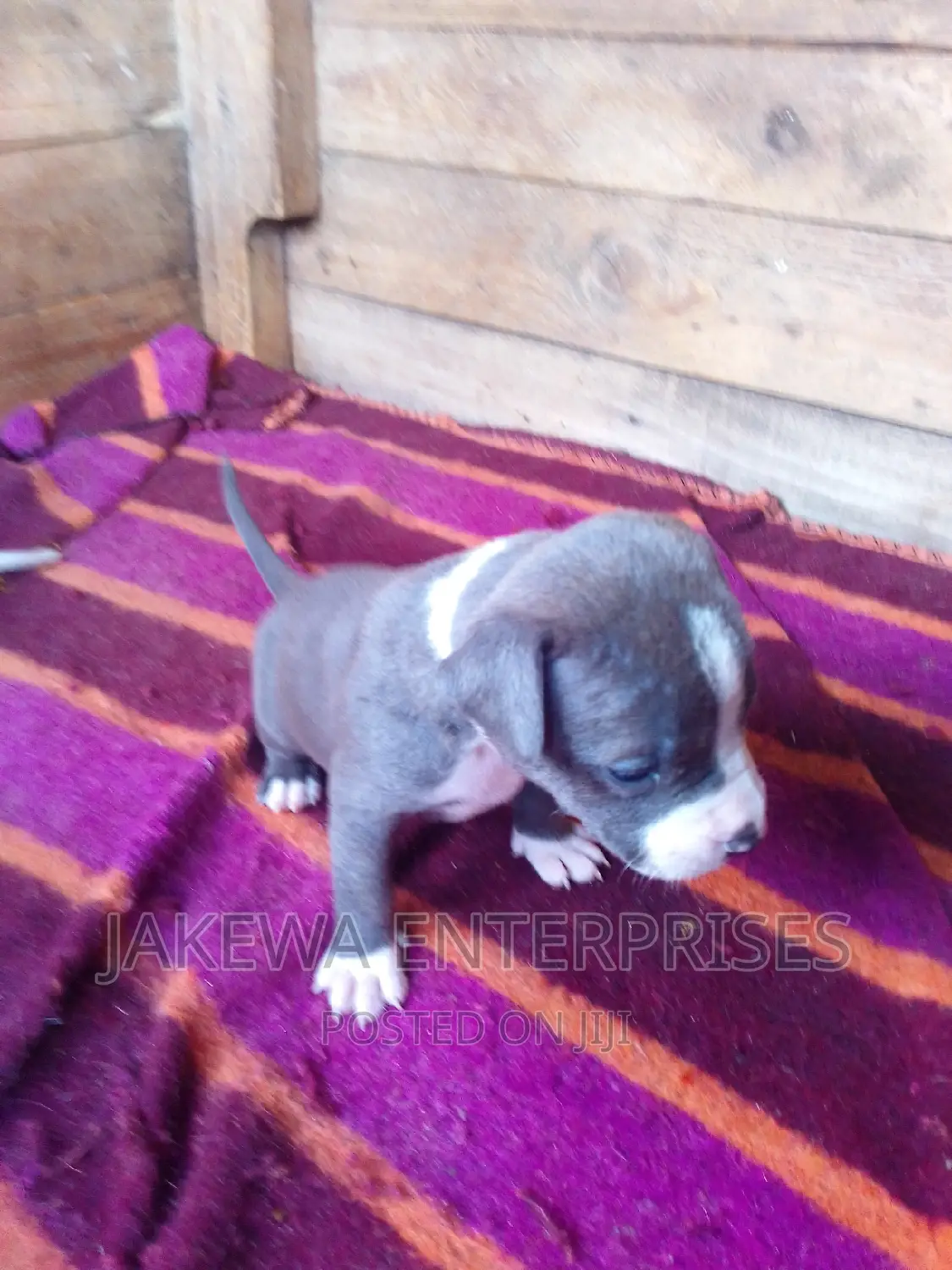 0-1 month Female Purebred American Bully