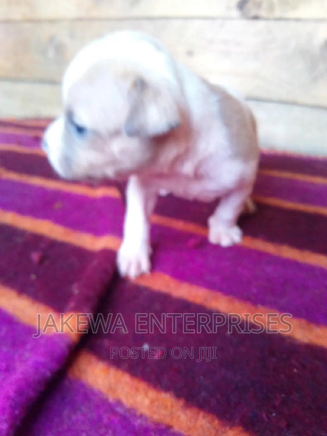 0-1 month Female Purebred American Bully