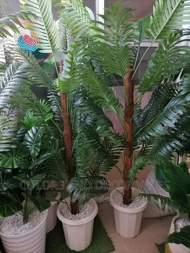 Palm Trees on Offer